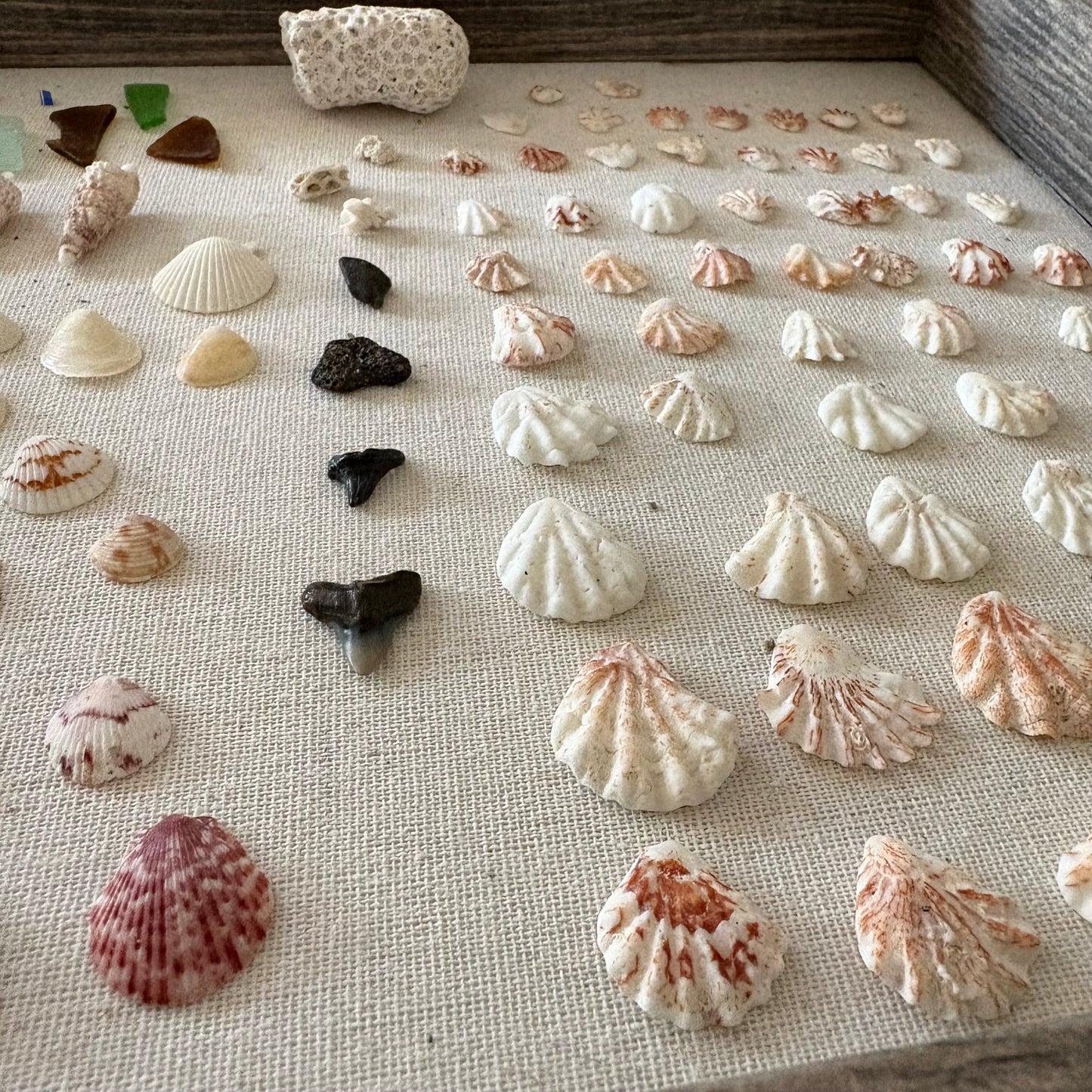Kitten Paw Shell Stud Earrings