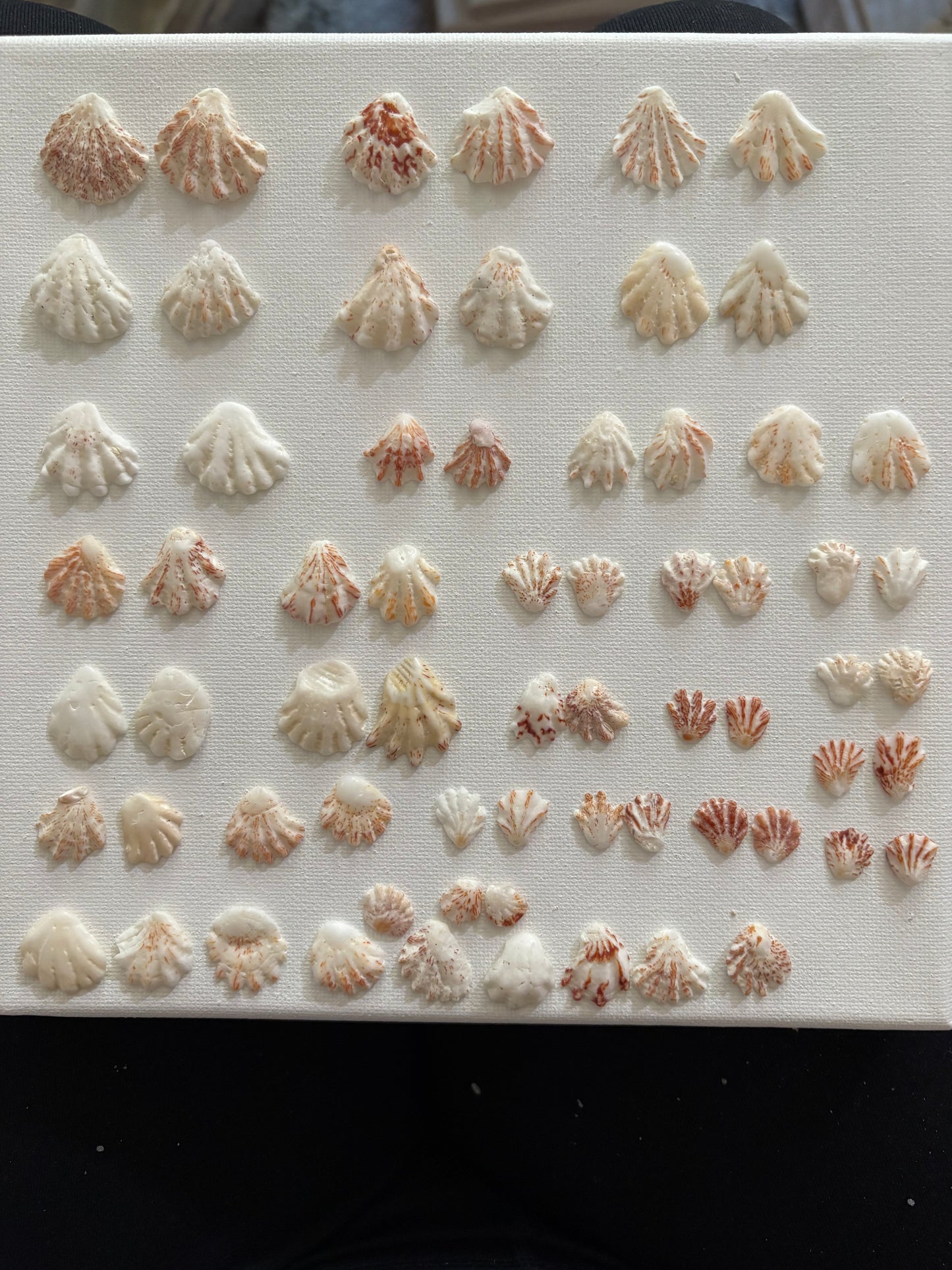 Kitten Paw Shell Stud Earrings