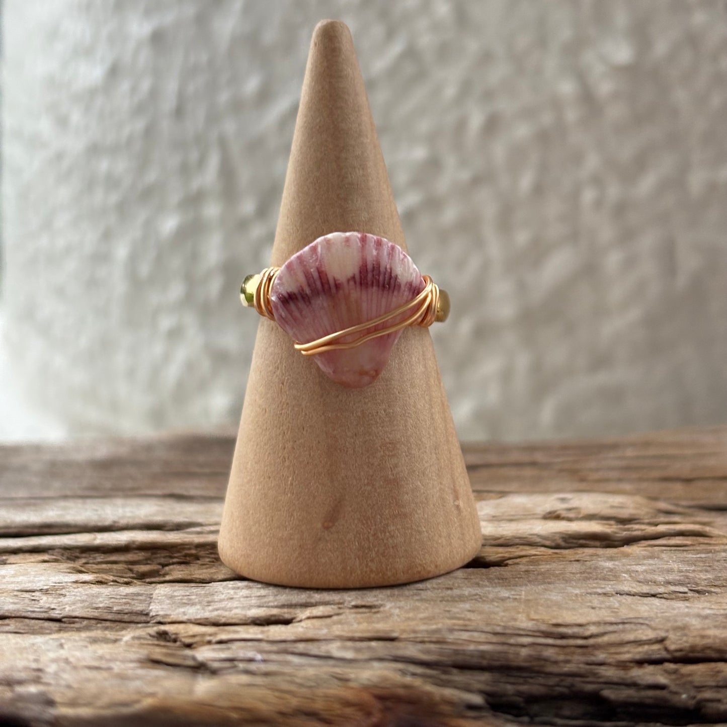 Florida Scallop Shell Ring – 18k Gold PVD Stainless Steel (Size 5)